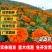 金盏菊厂家货源批发价格全国发货价格便宜欢迎下单咨询