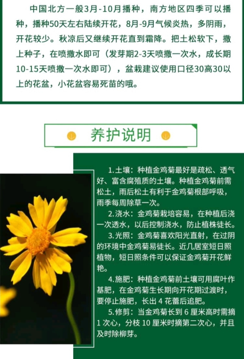 金盏菊厂家货源批发价格全国发货价格便宜欢迎下单咨询