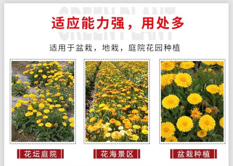 金盏菊厂家货源批发价格全国发货价格便宜欢迎下单咨询