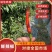 【小米辣】广西小米椒/基地科学种植/品质优良/全国供应