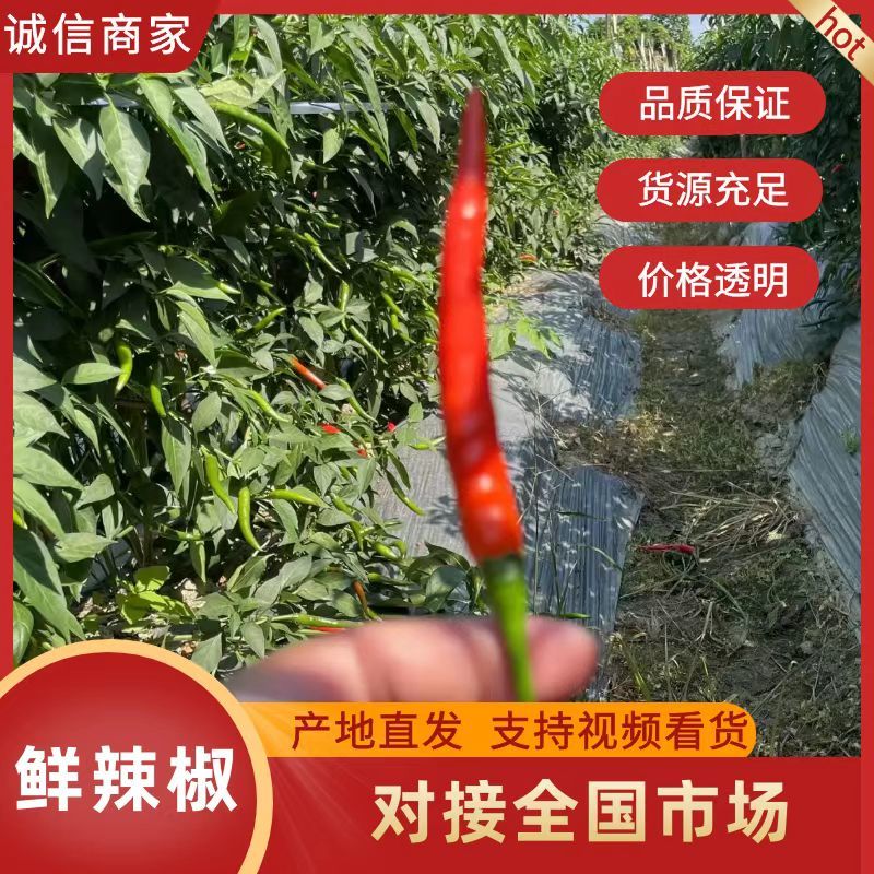 【小米辣】广西小米椒/基地科学种植/品质优良/全国供应