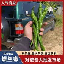 95号，8号，螺线，线椒基地种植/全年有货供应