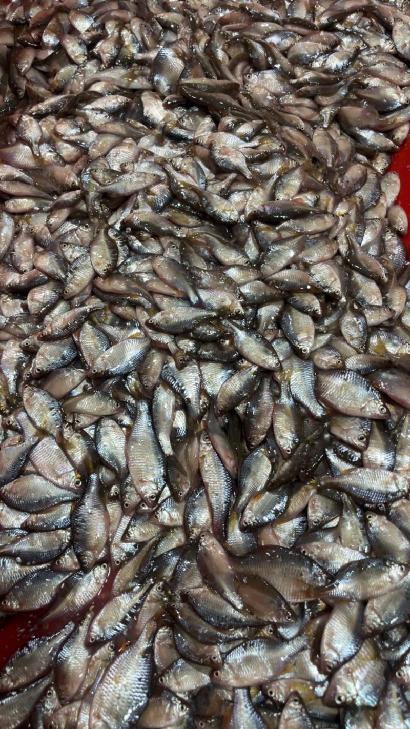 鳑鲏鱼