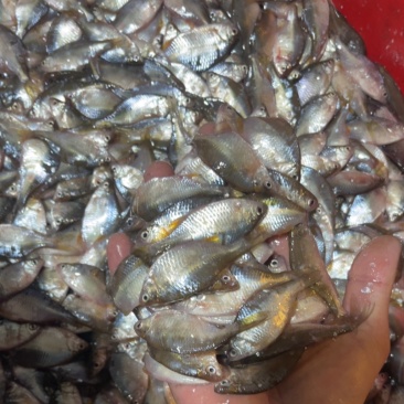 鳑鲏鱼