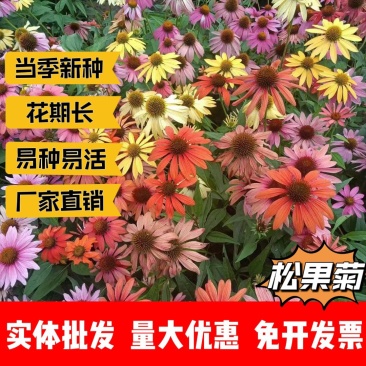 松果菊厂家货源批发价格全国发货价格便宜欢迎下单咨询