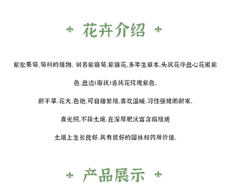 松果菊厂家货源批发价格全国发货价格便宜欢迎下单咨询