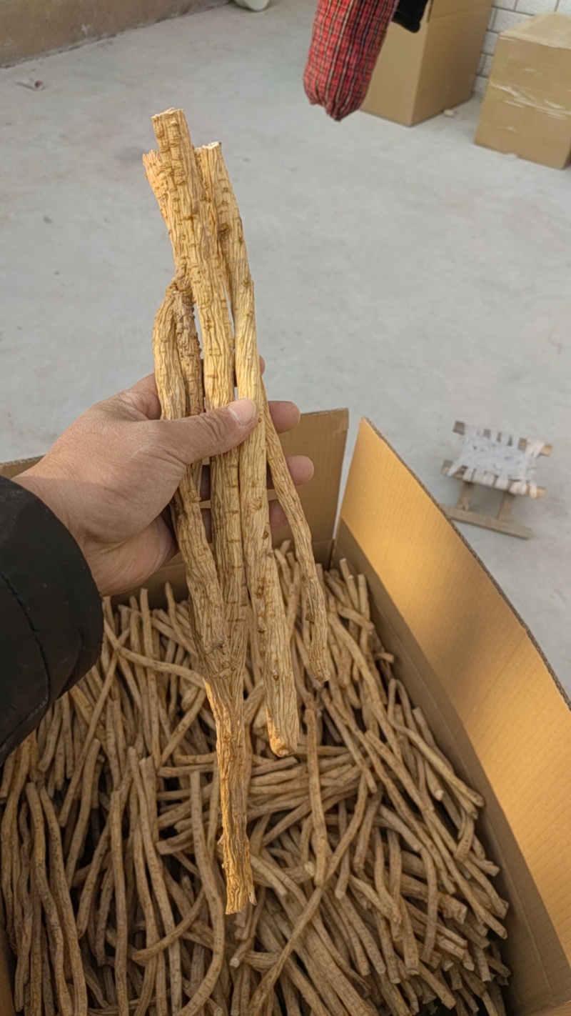 陕西渭南防风产地直销一手货源量大从优欢迎选购