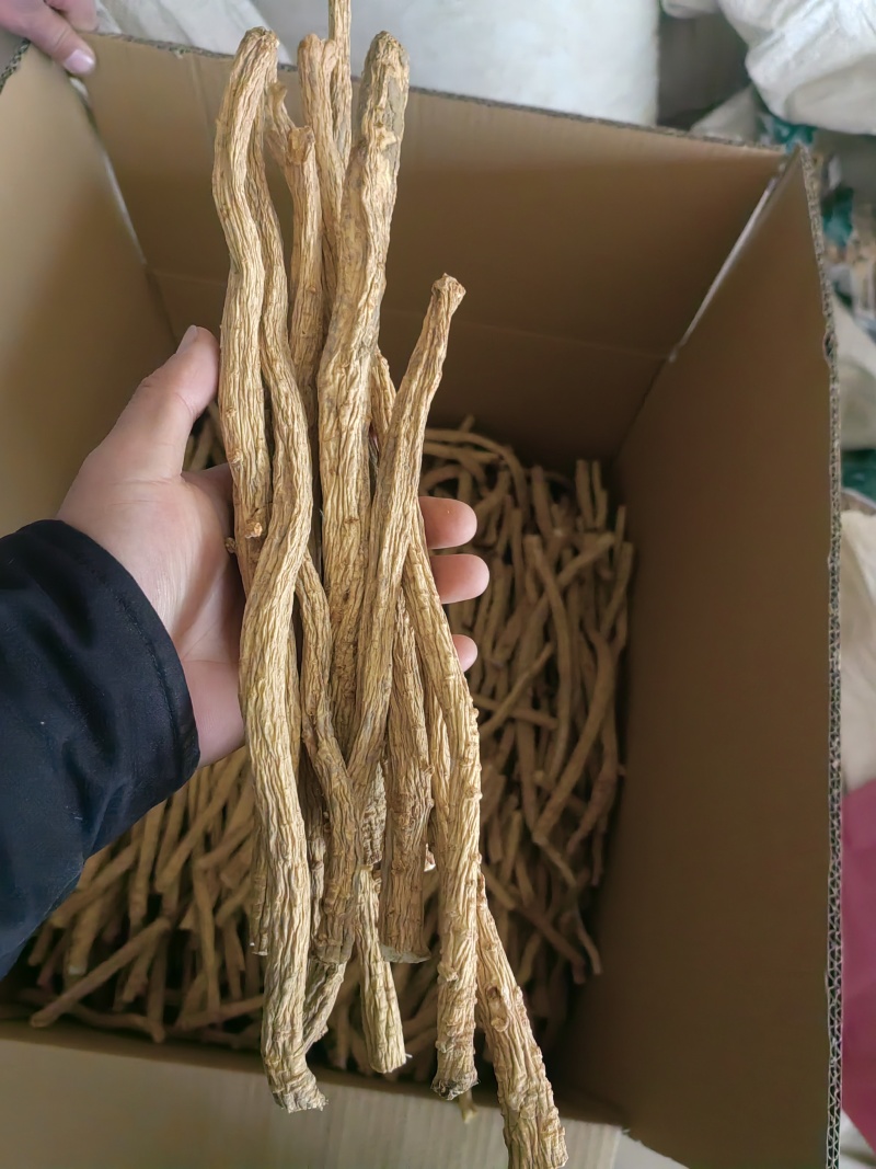 陕西渭南防风产地直销一手货源量大从优欢迎选购