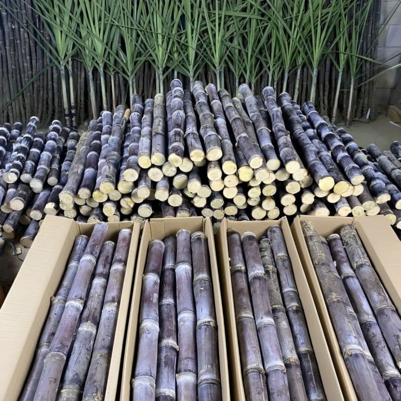 高山正宗黑皮甘蔗当季新鲜现砍整箱脆甜通用人群水果应季甜杆批F