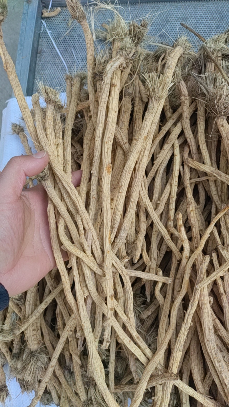 陕西渭南防风产地直销一手货源量大从优欢迎选购