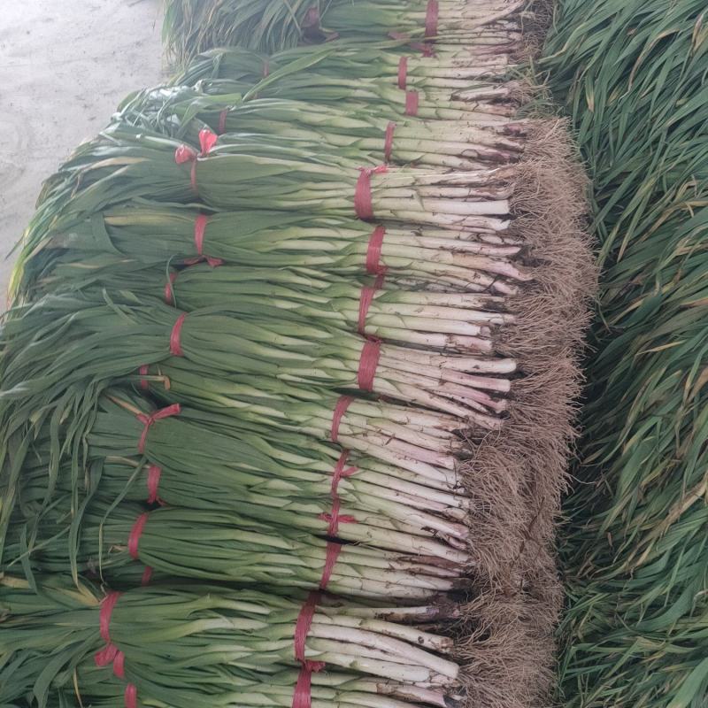 红根蒜苗