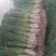 红根蒜苗