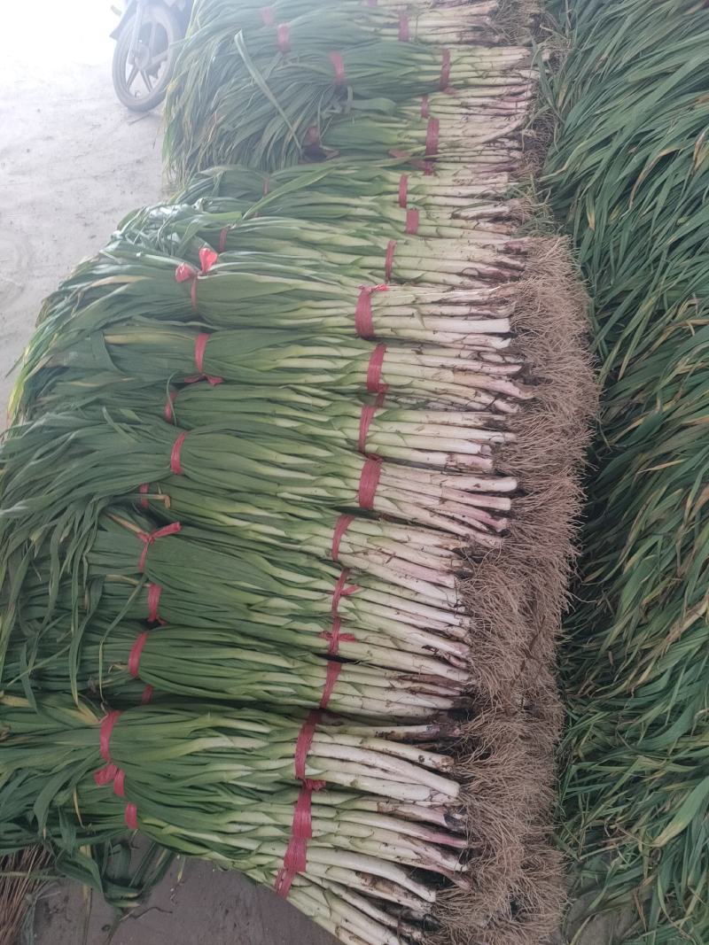 红根蒜苗