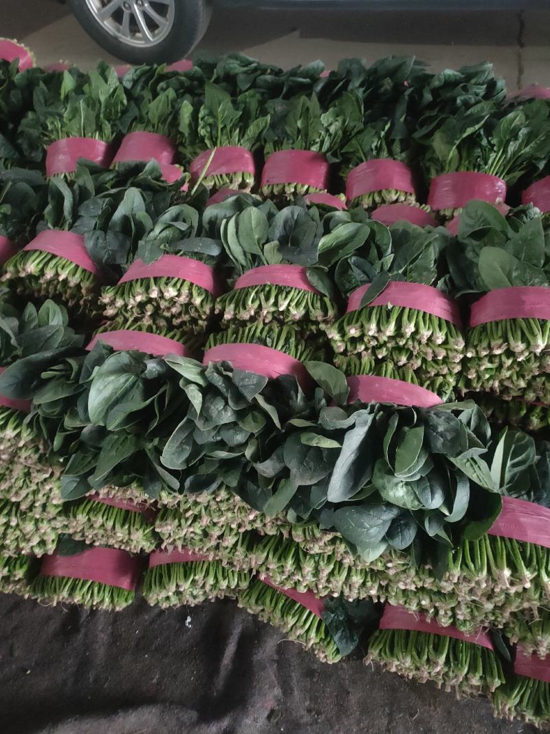 大叶菠菜