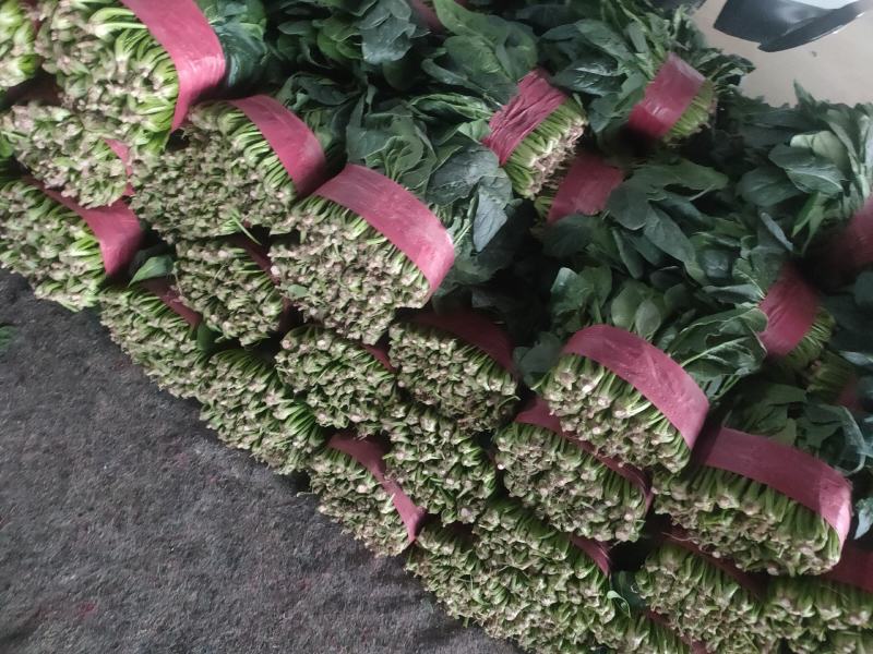 大叶菠菜