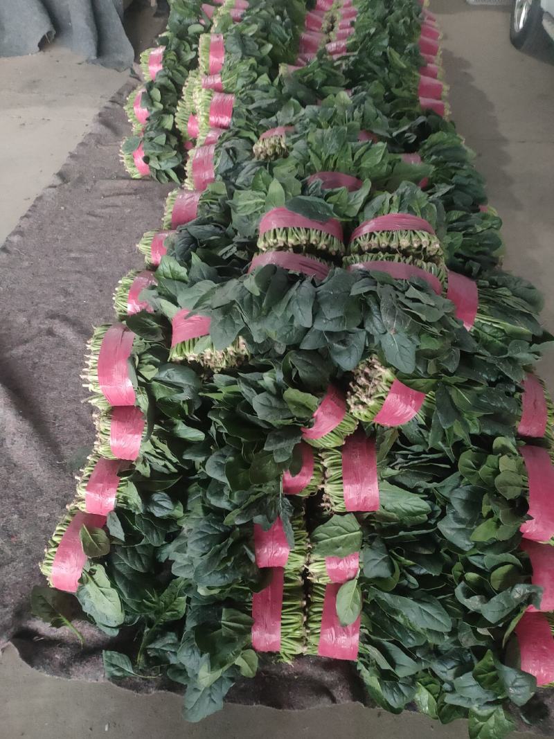 大叶菠菜