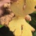 高原山地云南小黄姜老姜新鲜嫩姜月子姜新姜仔姜生姜现挖蔬菜代发