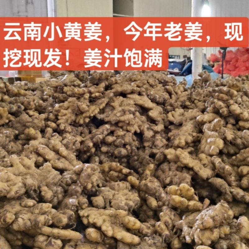 高原山地云南小黄姜老姜新鲜嫩姜月子姜新姜仔姜生姜现挖蔬菜代发
