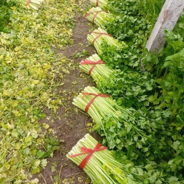 小西芹芹菜可视频看货产地一手货源供应电商市场超市
