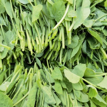 潼南豌豆尖，本地豌豆尖，嫩