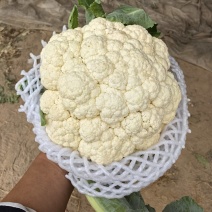 精品花菜一手货源，大量供应电商，市场，超市需要的老板联系