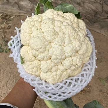 精品花菜一手货源，大量供应电商，市场，超市需要的老板联系