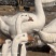 鹅