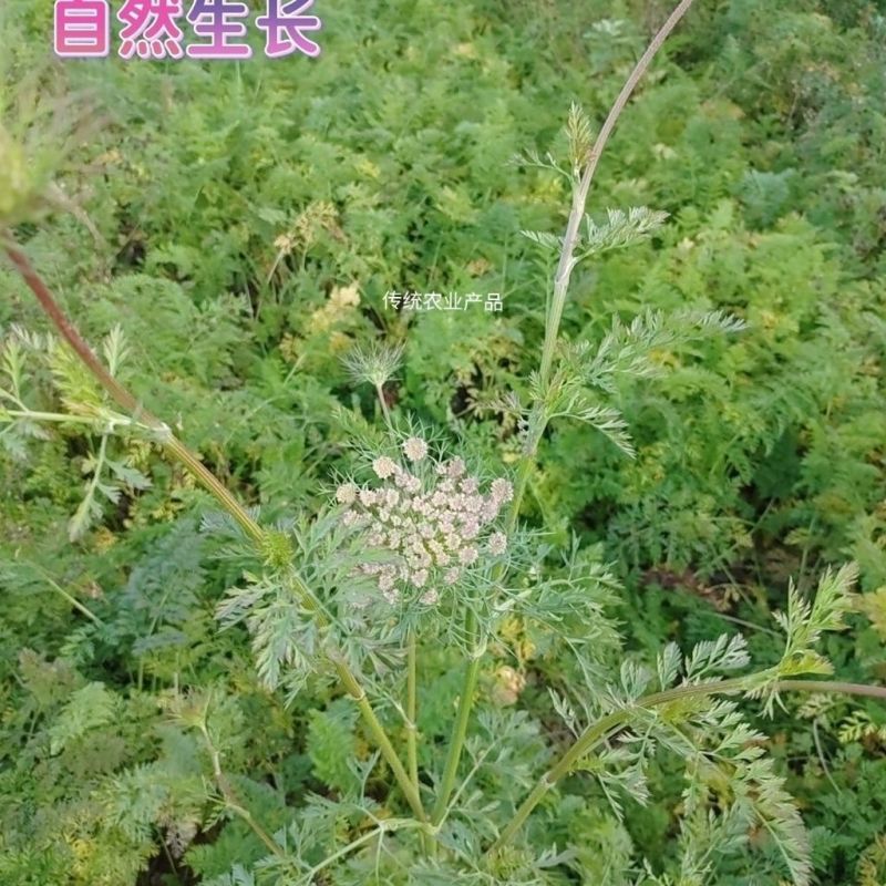 2024胡萝卜特价胡萝卜新鲜批发价新鲜创意礼品常规礼品盒/包