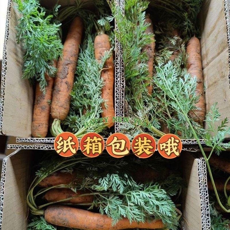 2024胡萝卜特价胡萝卜新鲜批发价新鲜创意礼品常规礼品盒/包