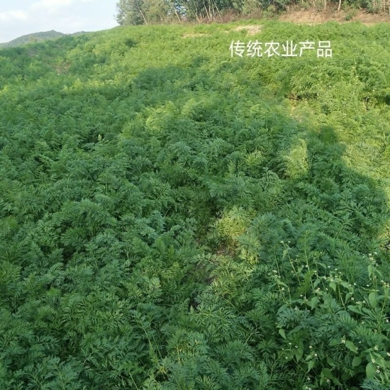 2024胡萝卜特价胡萝卜新鲜批发价新鲜创意礼品常规礼品盒/包