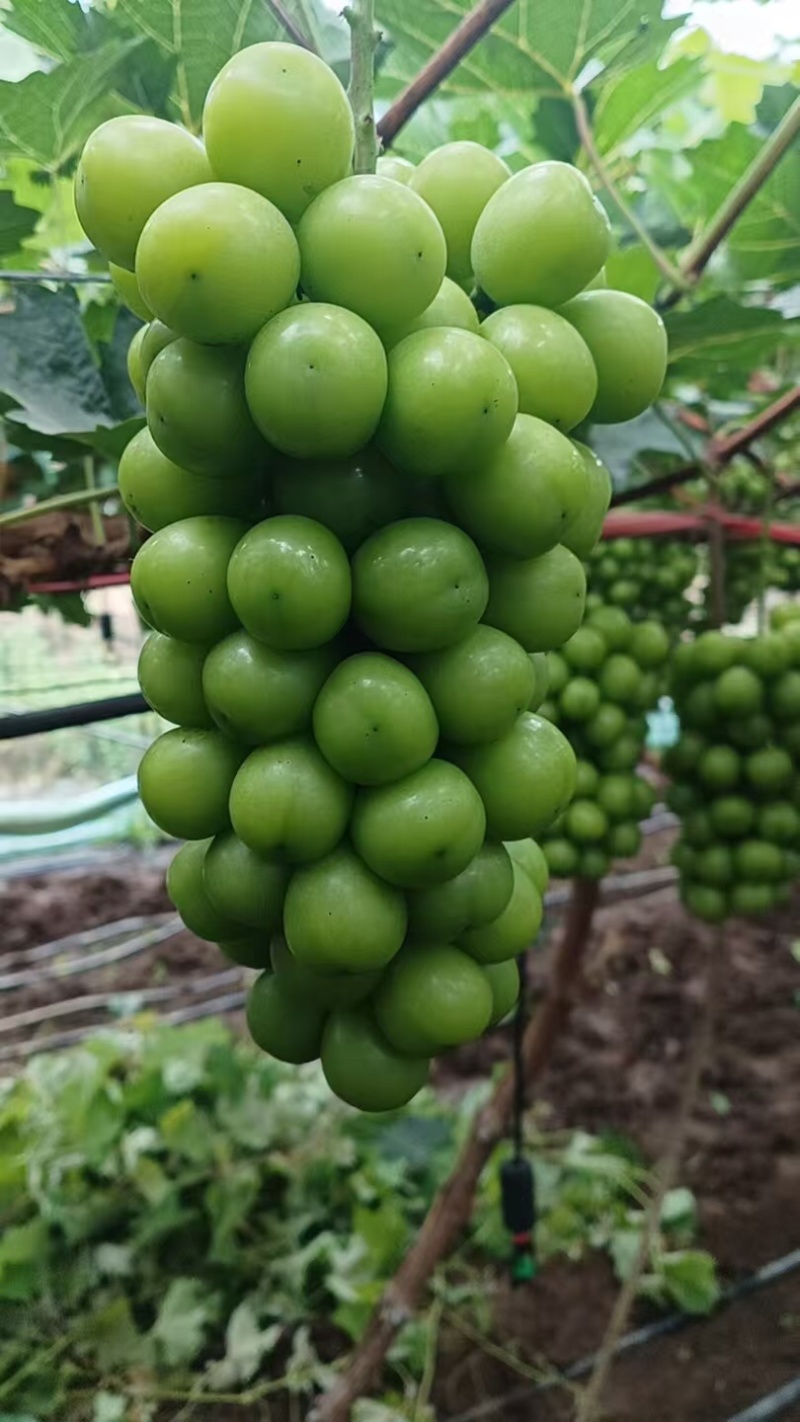 【牛商实力推荐】阳光玫瑰大量供应产地直供质量保证
