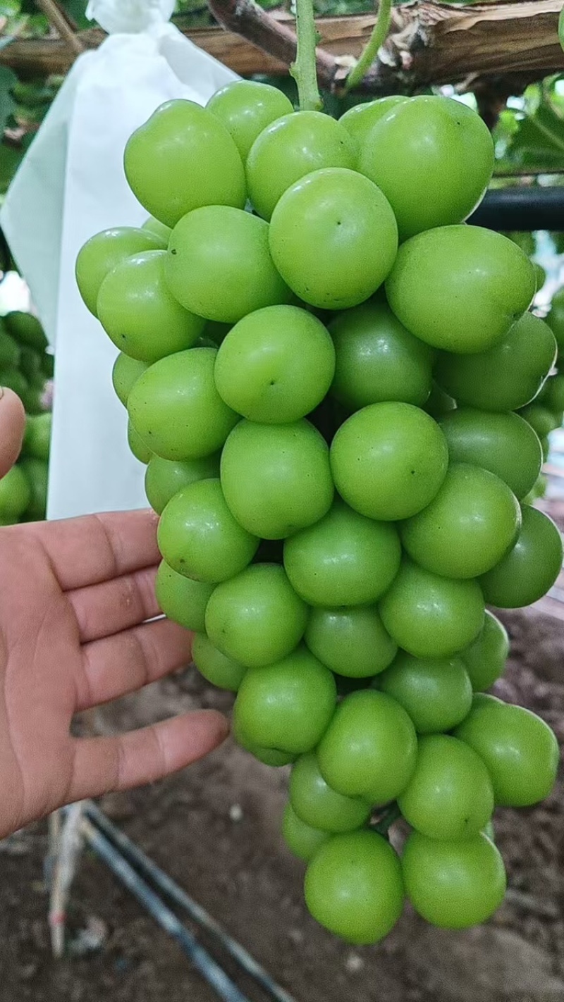 【牛商实力推荐】阳光玫瑰大量供应产地直供质量保证