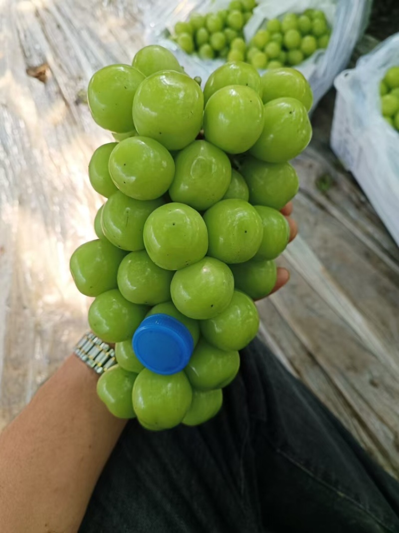 【牛商实力推荐】阳光玫瑰大量供应产地直供质量保证