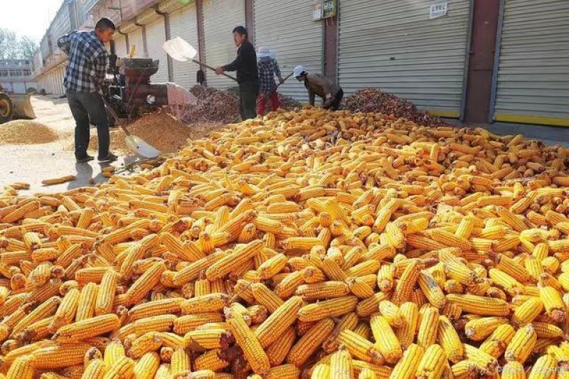 大量供应贵州威宁本地玉米粒支持汽运，等等。