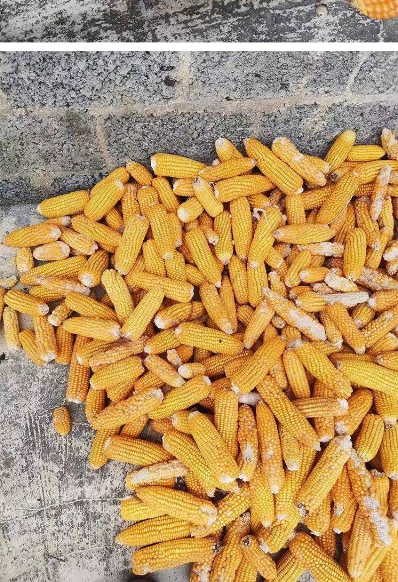 大量供应贵州威宁本地玉米粒支持汽运，等等。