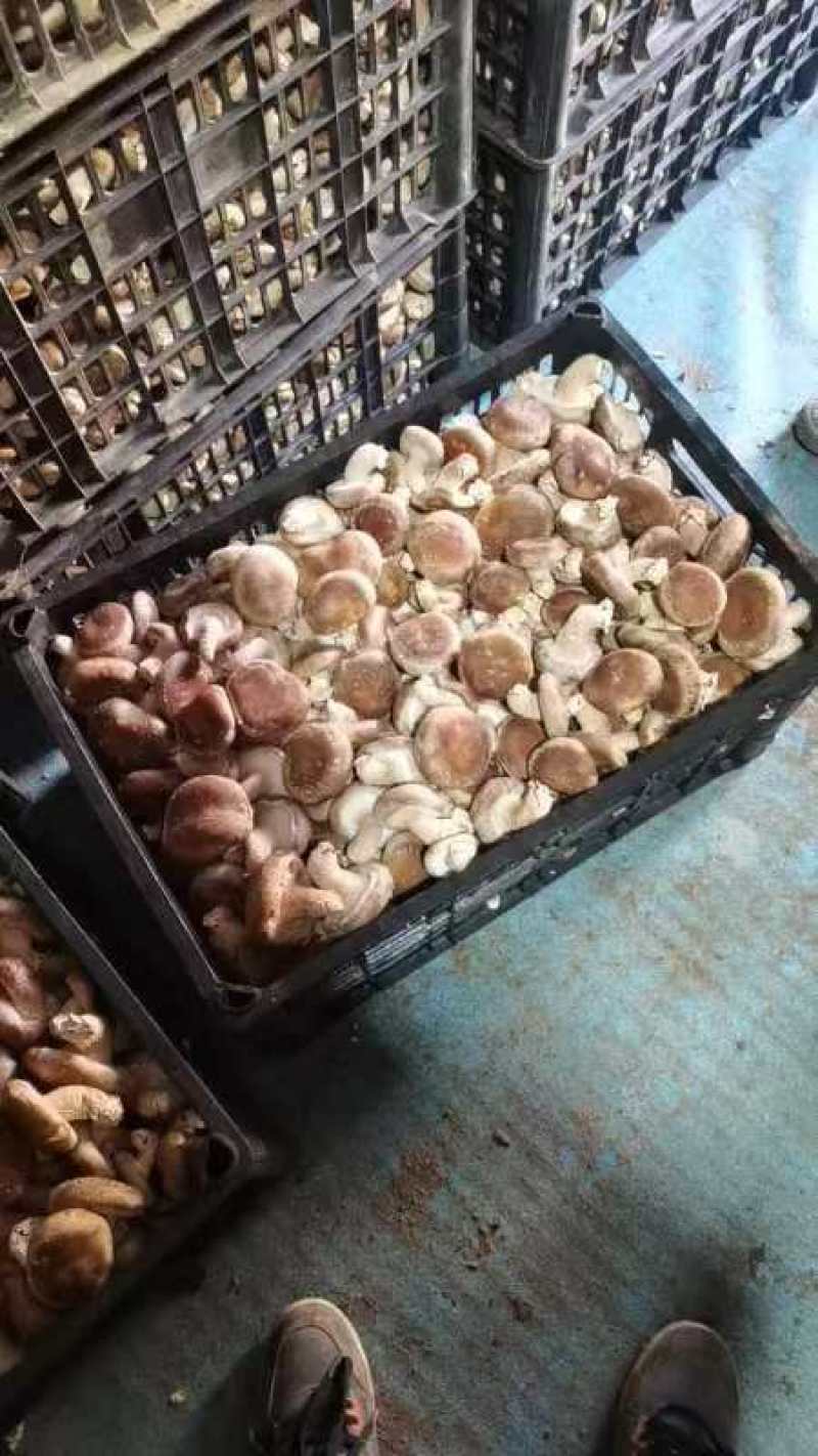 光面菇，宁夏鲜货，一手货源，量大质优，欢迎电话联系。