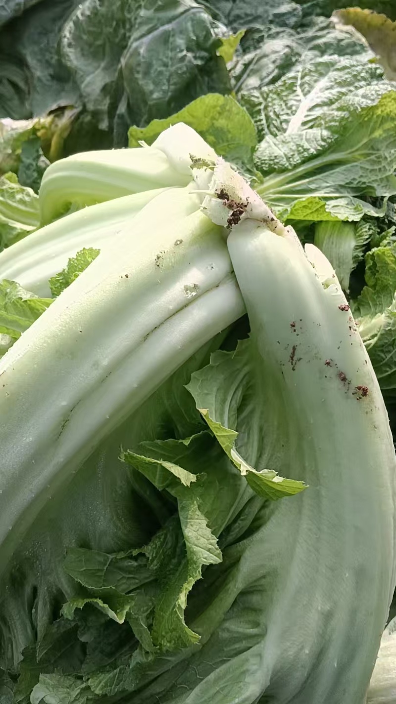 【精品】芥菜泡青菜产地直发一手货源品质保证量大优惠