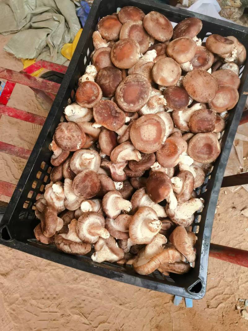 【推荐】宁夏大棚香菇，光面菇，量大质优，欢迎电话联系。
