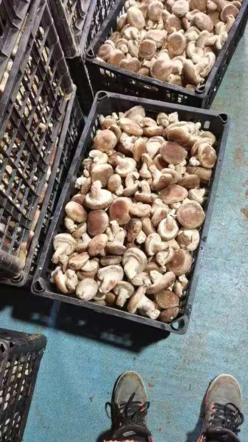 【推荐】宁夏大棚香菇，光面菇，量大质优，欢迎电话联系。
