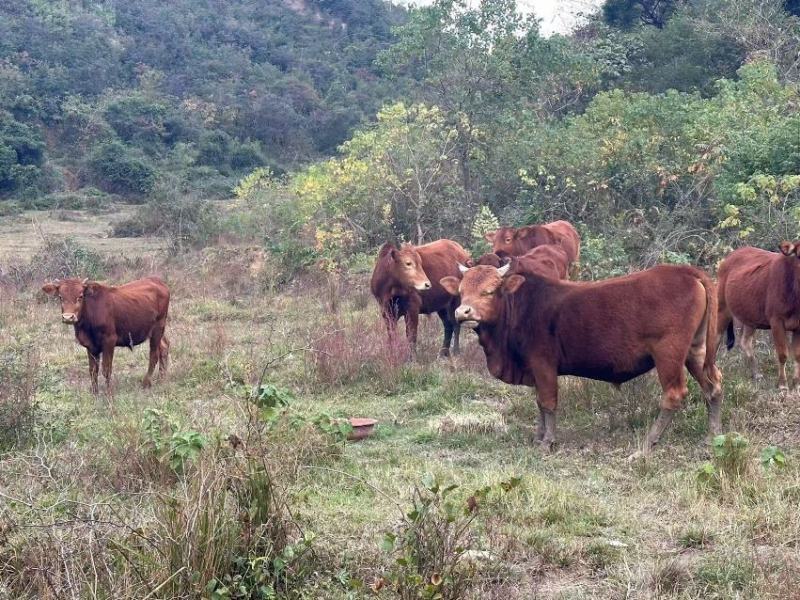 放养本地土黄牛大量供应基地直发，自家养殖视频实地验货。