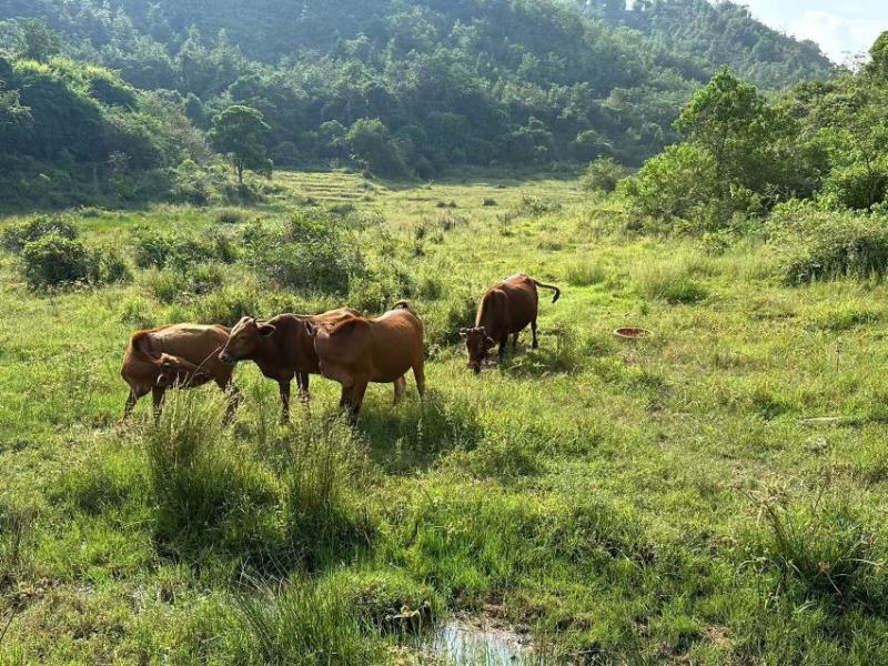 放养本地土黄牛大量供应基地直发，自家养殖视频实地验货。