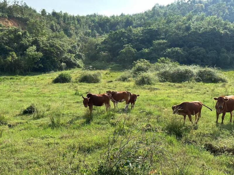 福建放养黄牛养殖基地直发，货源充足，可实地视频验货。