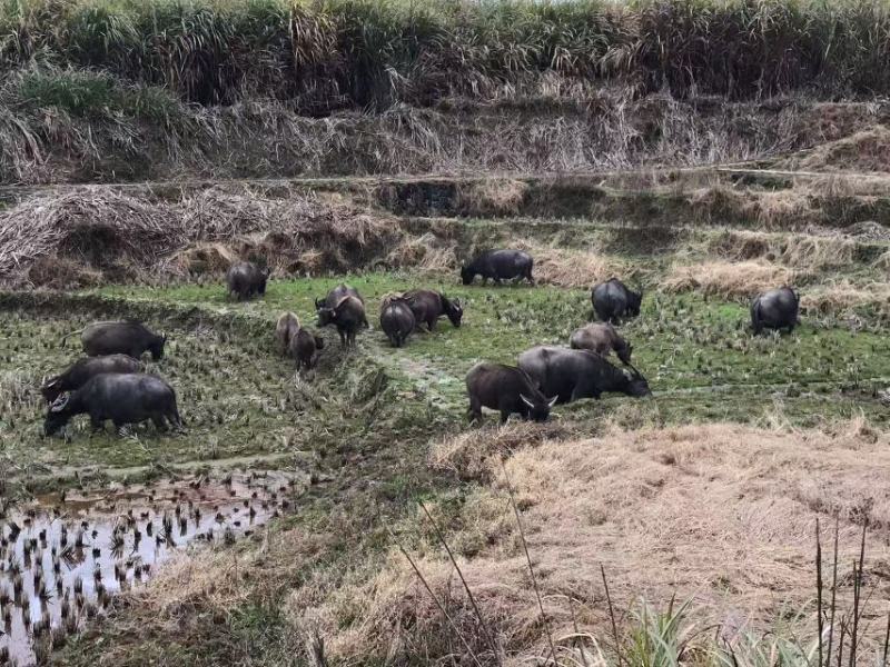 水牛，福建水牛放养大小35只打包出售