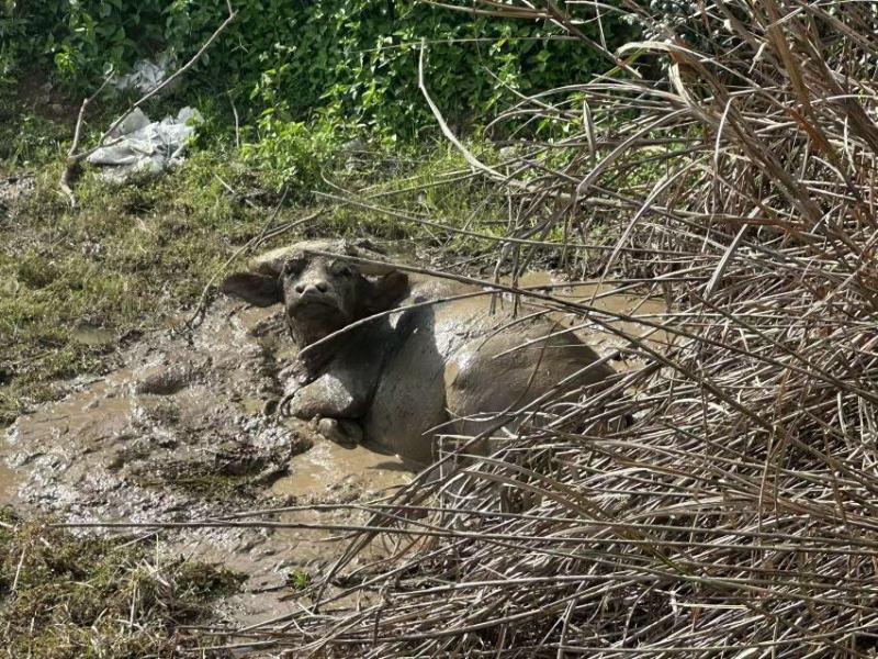 水牛，福建水牛放养大小35只打包出售
