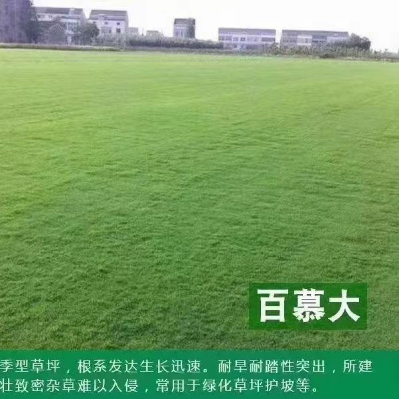 矮生百慕大草坪种子别墅庭院绿化草籽耐踩踏耐寒耐旱高档四季