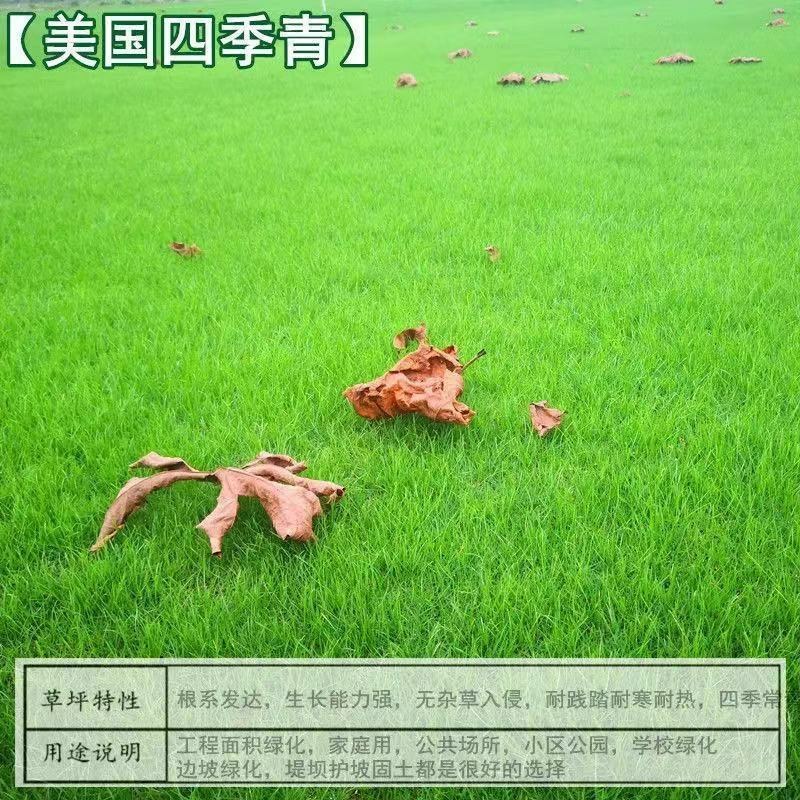 矮生百慕大草坪种子别墅庭院绿化草籽耐踩踏耐寒耐旱高档四季