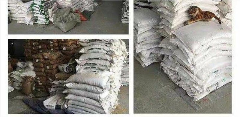 矮生百慕大草坪种子别墅庭院绿化草籽耐踩踏耐寒耐旱高档四季