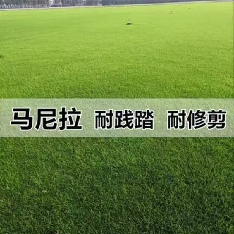 矮生百慕大草坪种子别墅庭院绿化草籽耐踩踏耐寒耐旱高档四季