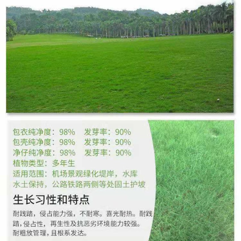 矮生百慕大草坪种子别墅庭院绿化草籽耐踩踏耐寒耐旱高档四季