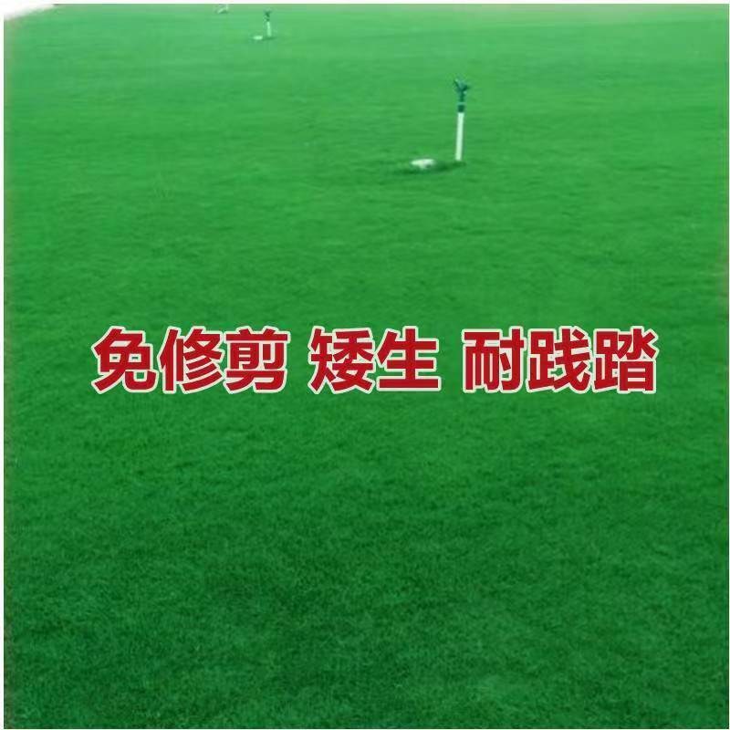矮生百慕大草坪种子别墅庭院绿化草籽耐踩踏耐寒耐旱高档四季